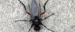 Invasion av Ryssflugor i fjällen