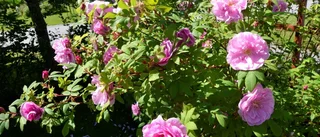 Skynda att njuta av blomstertiden för snart kan den vara slut