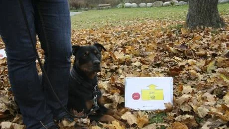 LYDNAD. I nybörjarklassen är hunden kopplad, annars ska den vara lös.