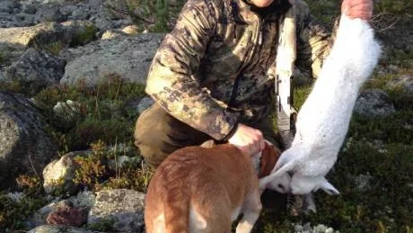 FIN TID. Barmarksdreven på vita harar kan gå i etapper med nya påstick då haren tagit ny lega, men det är ändå en fin tid att jaga hare.