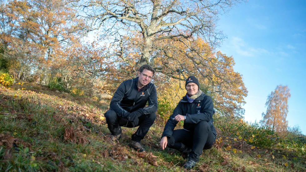 John Ringström och Therese Åström från länsstyrelsen är på plats i Tokorps naturreservat och visar var finnögontrösten växer. Här sås frön in för att rädda populationen. 