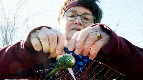 TRIVS. Inger Brännström tycker mycket om arbetet med ringmärkningen. "Det är helt fantastiskt att befinna sig i den här miljön och se och höra alla dessa fåglar", säger hon.