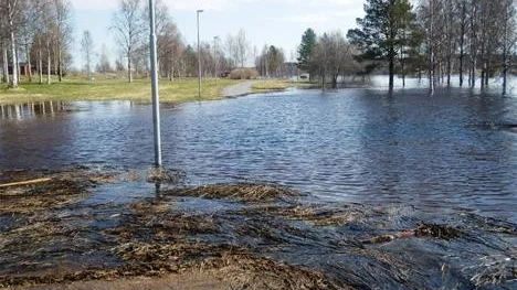 SVÄMMADE ÖVER. Här en bild från Råneå under pingsthelgen. Det var högt vattenflöde i älven med översvämningar av gångvägarna och strövstigarna som följd.