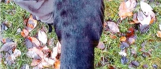 Mager hund ett fall för åklagaren