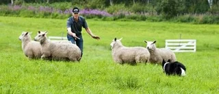 Hundarna får fåren i fållan