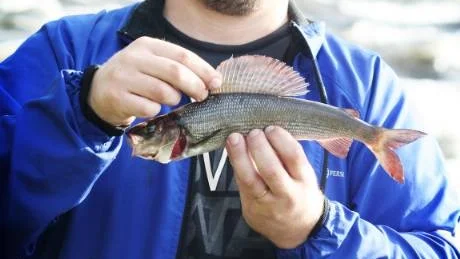 FÖRSTA TÄVLINGSHARREN. SSAB-jobbaren Ted Olovsson, Luleå, hade för första gången åkt till Kamlunge för att tillsammans med familjen fiska under Harrens Dag.