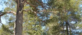 Gamla tallar inget för kommunen