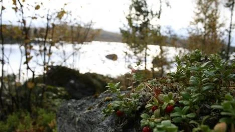 Härliga lingon i höstvackra Gautosjö.