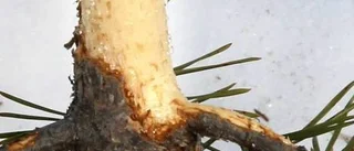 Sorkangrepp oroar skogsägare