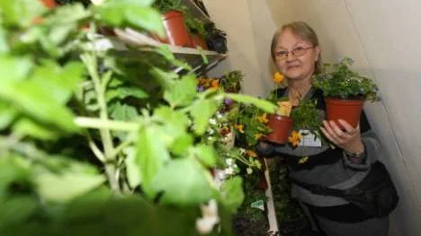Eila Johansson från Astrant Plant visade bland annat upp en doftande gul ampelviol.