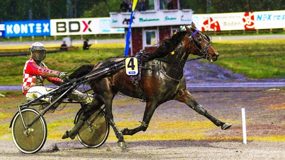 STALLKAMRATER. Tahita Frontline och Claes Sjöström vid seger i Boden i början av juni.  I V4-4 möter ekipaget stallkamraten Happy Hayley (Sandra Eriksson).Sikforsamatören Christine Axelsson tränar båda hästarna.