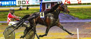 3-åring spik mot äldre hästar