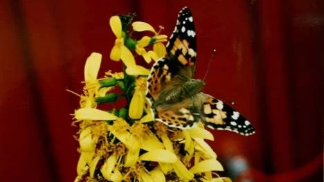 Numera har Ingemar Sandberg stor hjälp av Nationalnyckeln till Sveriges flora och fauna när han söker fakta om de fjärilar han fotograferar. Tistelfjärilen på bilden är en "invandrare" från Medelhavsområdet.
