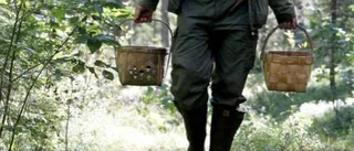 Så undviker du döden i svampskogen