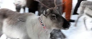 På renskiljning i ett kyligt vinterlandskap