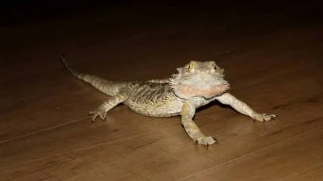 Skäggagamer är nyfikna ödlor som följer med allt som händer i dess omgivning. Här är Rex ute och springer på golvet.