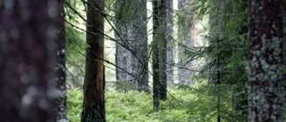Skogen min rikedom