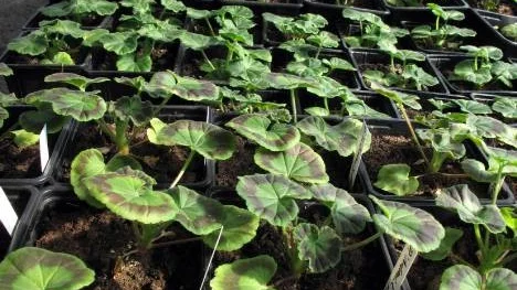 Pelargoner på uppdrivning.