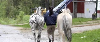 Galopperande hästar i trafiken