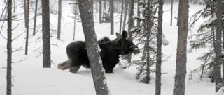 Chockhöjda priser för länets jägare