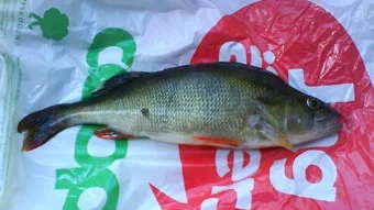 KANALFISKE. Unge Niklas Söderman brukar kasta i Lulsundskanalen och plötsligt högg den här fina abborren på 468 gram.