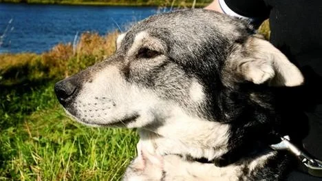 HUNDUPPFÖDNING. Sjuåriga jämthunden Aija är en av Fredriks fyra tikar. "Att spela musik och hålla på med hundar är min melodi", säger han.