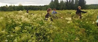 Uppmärksammad karategrupp i Pajala
