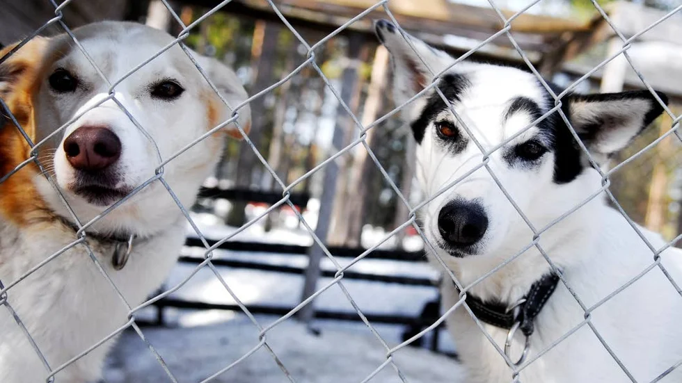 Fri i bur. Inhägnade rastgårdar där hundar kan släppas lösa - det önskar sig hundägare i Luleå.
Foto: Ida Axelsson