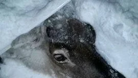 Hatbrott. Många renägare menar att de senaste renattackerna som skett i Malmfälten är ett hatbrott mot renarna och samerna och de kräver att djurplågeriet får ett slut.