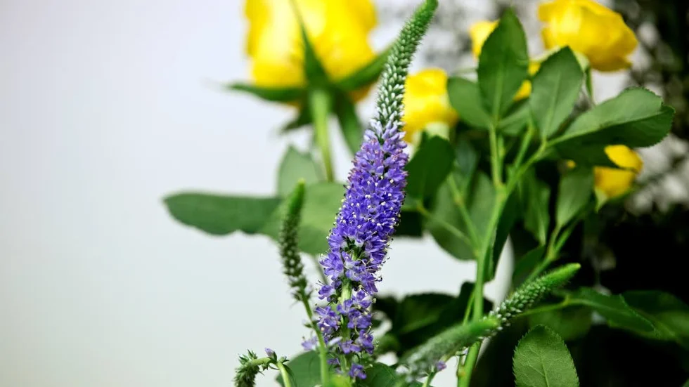 Vilka blommor som ska ingå i en krans är upp till den som binder den.