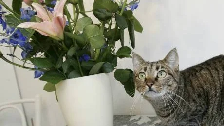 ENZYM. Katter är känsliga för förgiftning eftersom den saknar en del enzymer vilket gör att den inte kan bryta ned vissa ämnen.