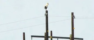 En stork besökte Kiruna