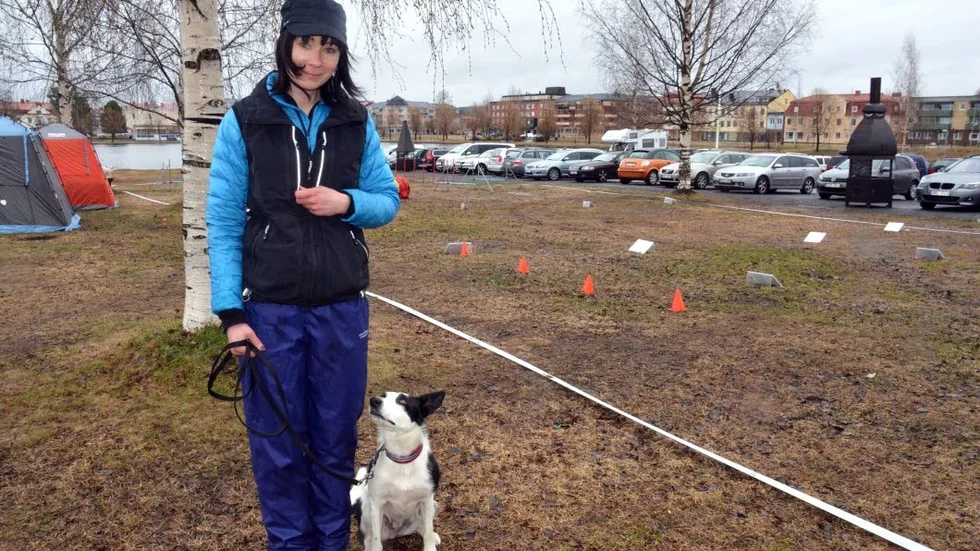 Flera grenar. Pernilla Stenqvist med Tweet, 2 år , border collie. Hon hade med sig tre hundar och deltog i flera av aktiviteterna.