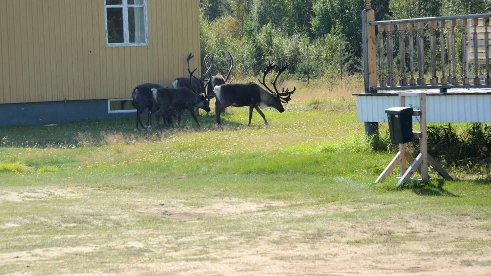 Tjurar. Enligt Ola Rokka, renskötare i Ängesåns sameby rör det sig om fyra rentjurar. Ängesåborna säger att det snarare är en flock på 20 stycken.