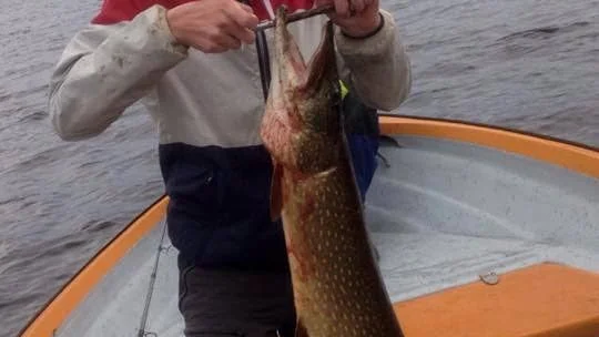 Glad fiskare. Oliver Georgsson, Ryssbält jublar efter att ha fått upp den här fina gäddan på 7,2 kilo i båten när han fiskade i Båtskärsnäs skärgård.