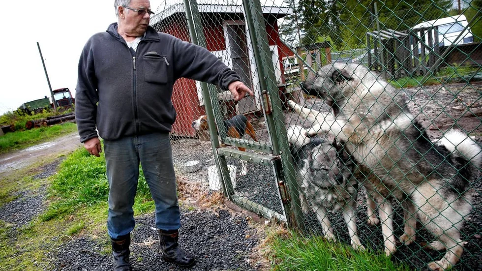 Jakten. Det är inte baara travet som har intresserat Olof. Han har under hela sitt liv varit intresserad av jakt och hans fyra hundar delar det intresset.