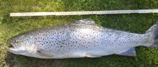 Nicklas tar täten med storgäddan