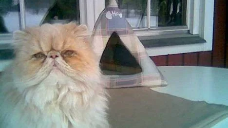 Katten Luddwig.