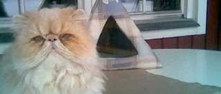 Katten Luddwig rapporterar från 34:an