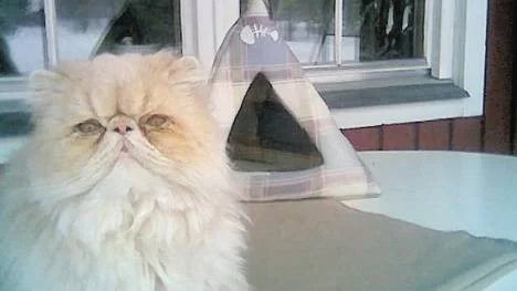 Katten Luddwig.