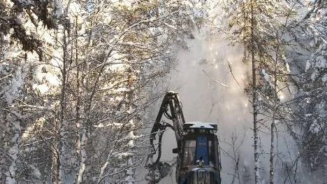 På Dubblabergen, i östra delen av Arvidsjaurs kommun, avverkar Sveaskog kubb, kundanpassad råvara till Norrfog i Glommersträsk och Malå. Av kubben ska det bli lamellimmade skivor i furu, som på Hedlunda industrier i Lycksele förvandlas till Ikeamöbler.