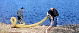 Mer smolt i älven
