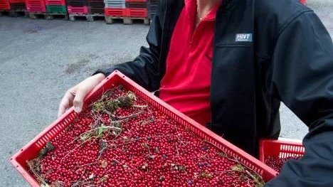 Leif Ögren är hittills nöjd med bärskörden. Hjortronen slog rekord med 77 ton, blåbärsskörden blev bra och det ser fint ut för lingonen.