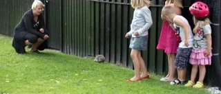 Igelkottarna invaderar i sommar