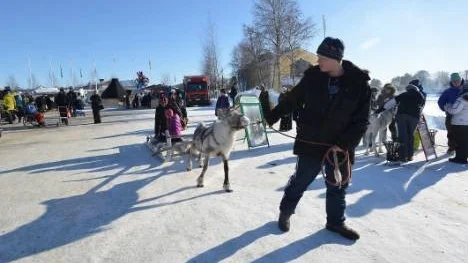 De samiska inslagen på Arjeplogs marknad ska bli fler är det tänkt. På den 373:e vintermarknaden såg Jon-Anders Fjällman till att besökarna kunde få åka släde efter ren, vilket var uppskattat inte minst av de yngre.