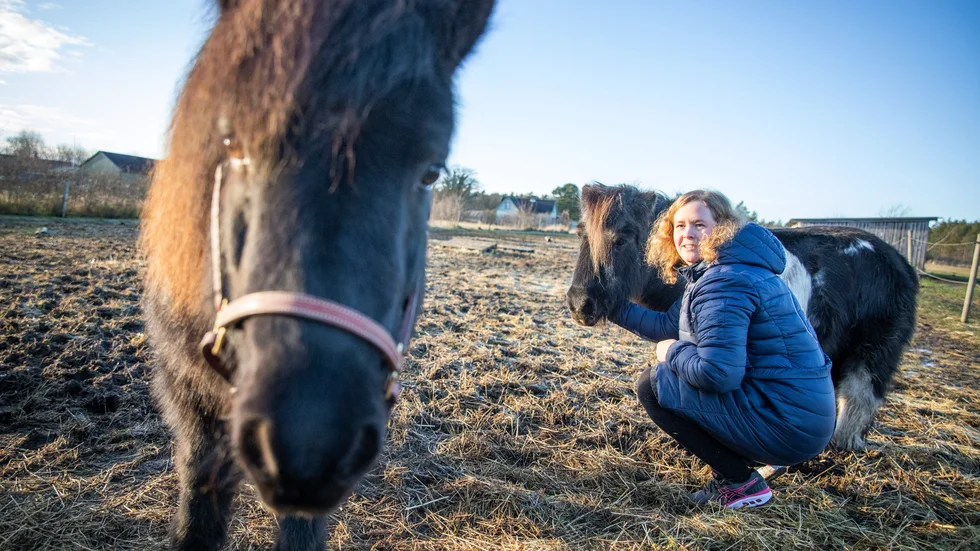 Kåkulla Juni, Ronja Bogren och Miss Molly. Alla tre får man träffa på hästfriskvården i Fole.
