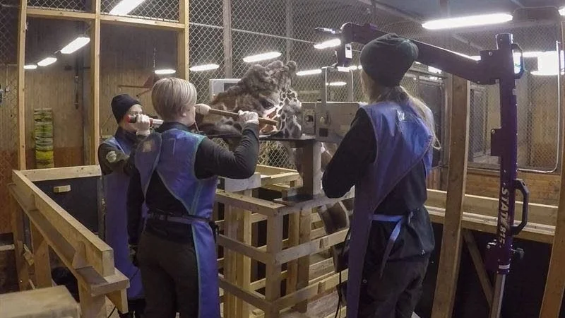 Röntgas. Här har giraffen Garp kommit i läge för röntgenbild i den specialgjorda ställningen.