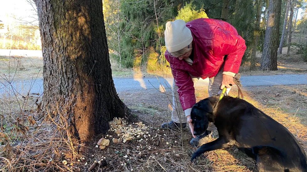 Fonsie hittar ofta matrester som någon kastat i skogskanten eller i buskarna. Matte Berith Norling förstår inte varför folk lägger ut mat. "Det drar ju bara till sig råttorna", säger hon.