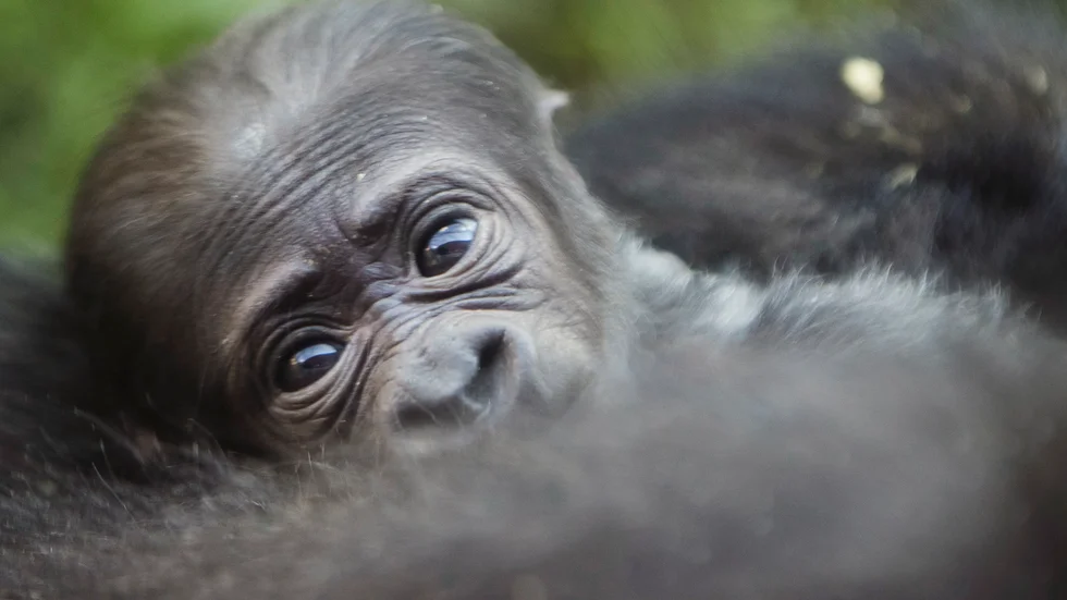 En liten låglandsgorilla – dock inte den som nyss har fötts i Virunga. Arkivbild.