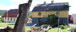 Stor lönn föll i Söderköping